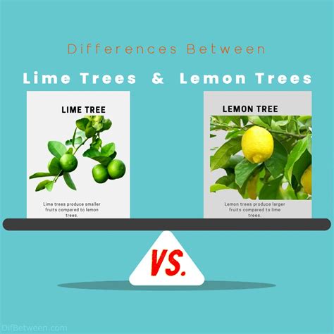 Lime vs Lemon Trees: Exploring Key Differences