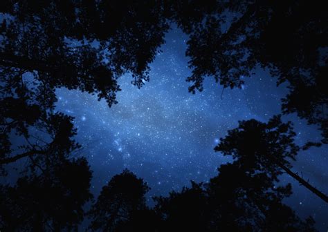 Night sky with trees 2500 px wide - The Wisdom Experience