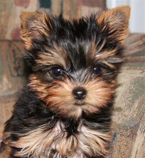 80+ Cool Dog Names for a Yorkie - PetHelpful