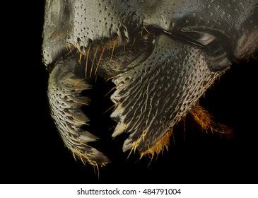 1,672 Ant Mandibles Images, Stock Photos & Vectors | Shutterstock