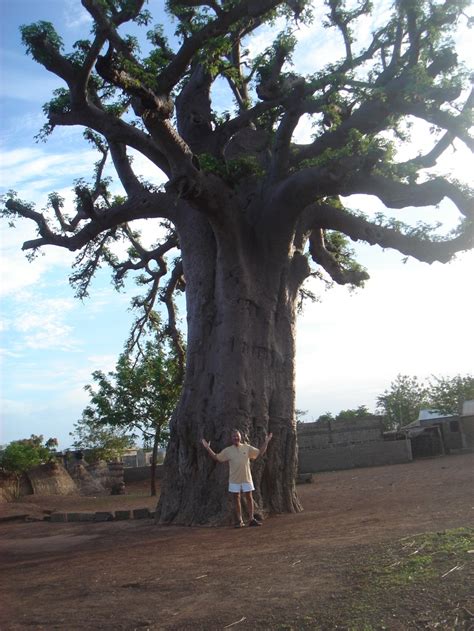 17+ images about Mango, Togo West Africa on Pinterest | Trees, Children and The o'jays