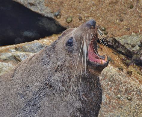 Afro-Australian Fur Seal – Pinniped