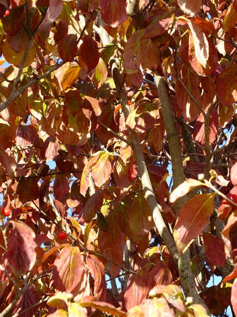 Free Images : autumn, leaves, color, leaf, deciduous, carnival, petal 3744x1960 - edsonf ...