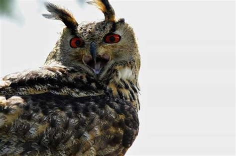 25 Surprisingly Scary Pictures of Owls