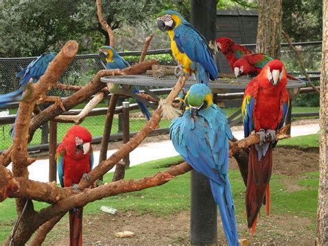 Bird Gardens at Montecasino - Gauteng