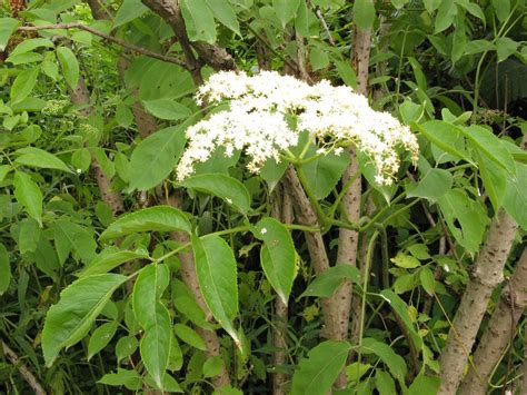 Sambucus nigra (black elderberry): Go Botany