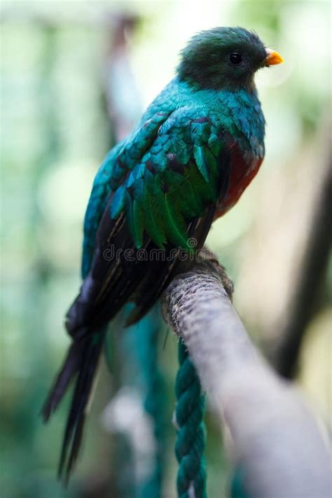 Quetzal feather stock photo. Image of beautiful, single - 34629474