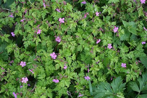 Identifying Common Garden Weeds Uk | Fasci Garden