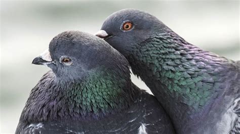 N.S. wildlife refuge plagued by poisoned pigeon calls | CBC News