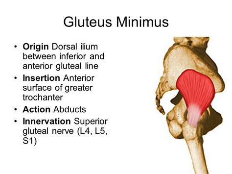 Gluteus minimus - abductor of hip... Quadriceps Femoris, Gluteus Medius, Yoga Anatomy, Anatomy ...