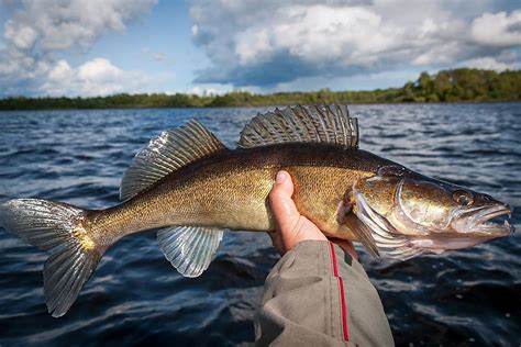 Top-10 Very Best Fishing Lakes In Minnesota