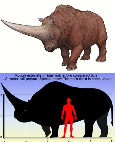 Elasmotherium http://en.wikipedia.org/wiki/Elasmotherium Prehistoric World, Prehistoric ...