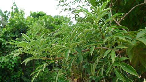 Central African Plants - A Photo Guide - Sambucus canadensis L.