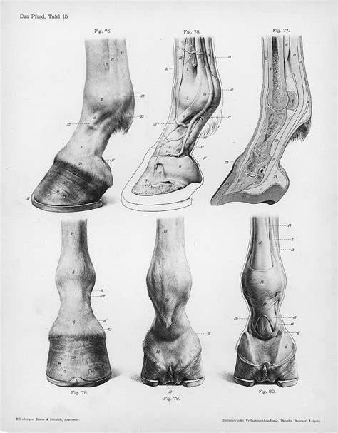 File:Horse anatomy hooves.jpg - Wikimedia Commons