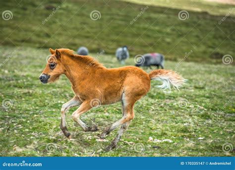 Pony Foals in Dartmoor National Park Stock Image - Image of dartmoor, country: 170335147