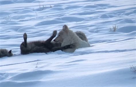 New Video Shows the Hierarchy of Yellowstone's Wapiti Wolf Pack