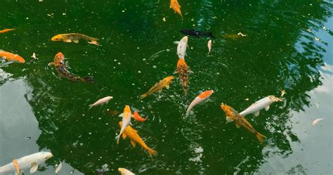 Koi fish in the green pond 4774807 Stock Photo at Vecteezy