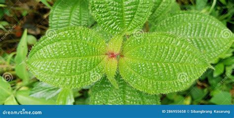 Mountain Wild Plant Clidemia Hirta 286955658 Stock Photo - Image of ...