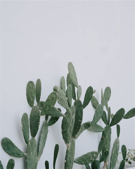 Green Cactus Plants on White Background · Free Stock Photo