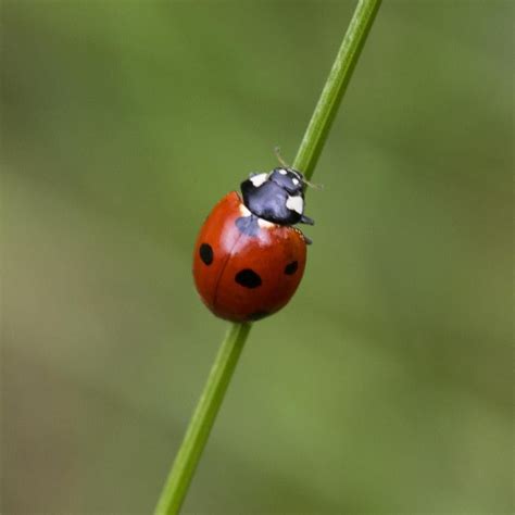 A ladybug's bright colors advertise toxic chemical defenses | Colorado Arts and Sciences ...