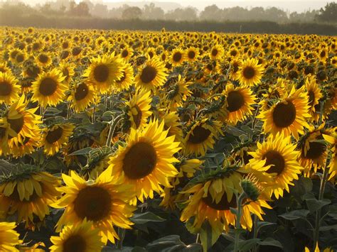 The Mystery Of Why Sunflowers Turn To Follow The Sun — Solved : The Two-Way : NPR