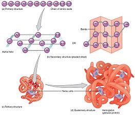 Protein folding - Wikipedia