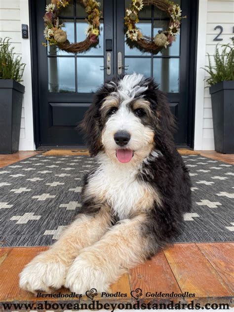 Tricolor F1 & F1B Bernedoodle Puppies For Sale in North Carolina by Above and Beyond Standards ...