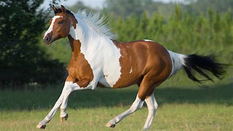 American Paint Horse - gallop to discover