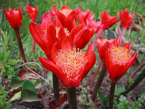 The COMPLETE Guide to Paintbrush Lilies & Achieving Flowers