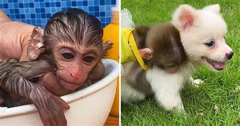 Baby monkey ‘Bon Bon’ loves taking baths and playing with her puppy friend – Animal Rescue Society