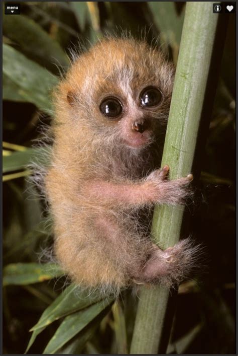 Pygmy loris Cute Creatures, Beautiful Creatures, Animals Beautiful ...