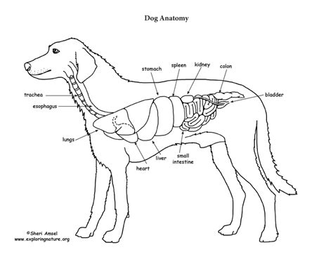 Dog Anatomy Diagram Organs