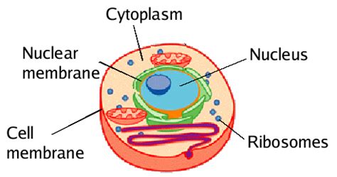 Nuclear Membrane - dburkhammer cell project