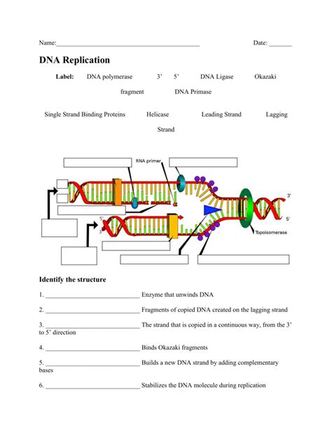 Dna Structure Replication Worksheet - Printable Calendars AT A GLANCE