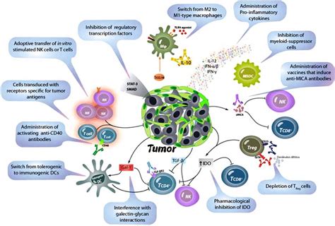 Potential strategies to stimulate antitumor immunity through blockade ...