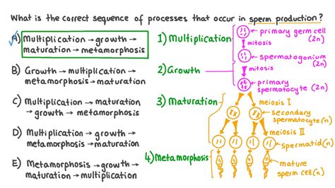 Question Video: Describing the Correct Sequence of Stages in Spermatogenesis | Nagwa