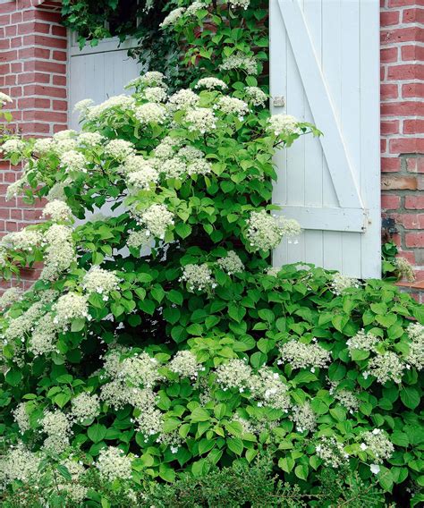 Best climbing plants for shade: 10 | Homes & Gardens