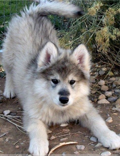 Malamute And Timber Wolf Mix - dopi