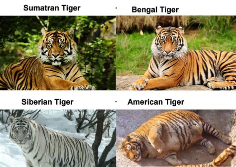 Know your Big Cats! : r/funny