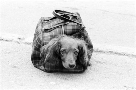 Cabin Luggage | see also Ekes Domino | joris | Flickr