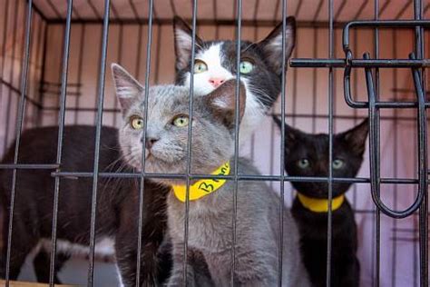 Best Friends Animal Society urges adoptions in wake of post-pandemic shelter challenges | Forks ...