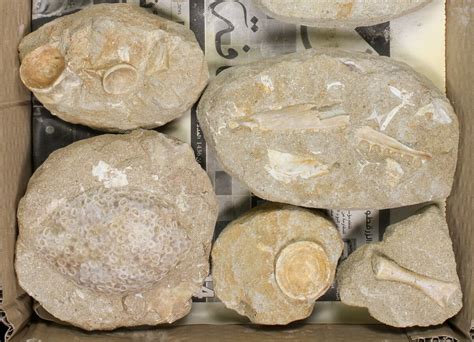 Flat: Cretaceous Marine Vertebrate Fossils - 13 Pieces (#81324) For Sale - FossilEra.com