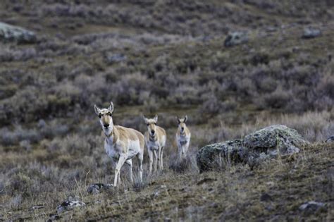 Pronghorn Deer Free Stock Photo - Public Domain Pictures