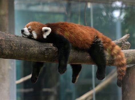 Animal News | Sleeping animals, Red panda, Animals beautiful