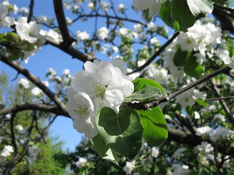 Free photo: Apple Tree, Flowers - Free Image on Pixabay - 1477705