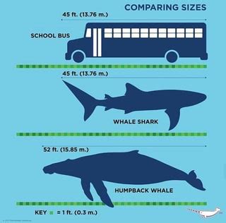 Humpback Whale Size - Swimming at Sea: Top Five Favourite Aquatic ...