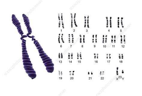 Human male chromosomes, artwork - Stock Image - C007/6692 - Science Photo Library