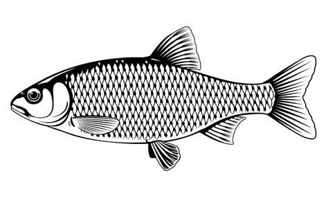 Realistic Fish Drawing Black And White - Draw-vip