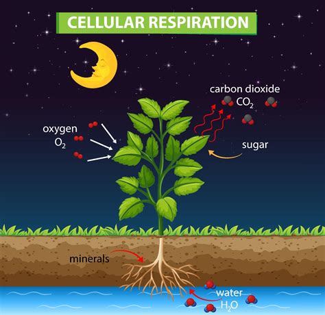 Cellular Respiration Plant Diagram