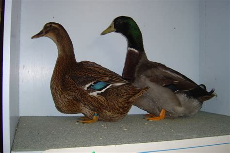 Waterfowl Breeds - VICTORIAN WATERFOWL ASSOCIATION INC